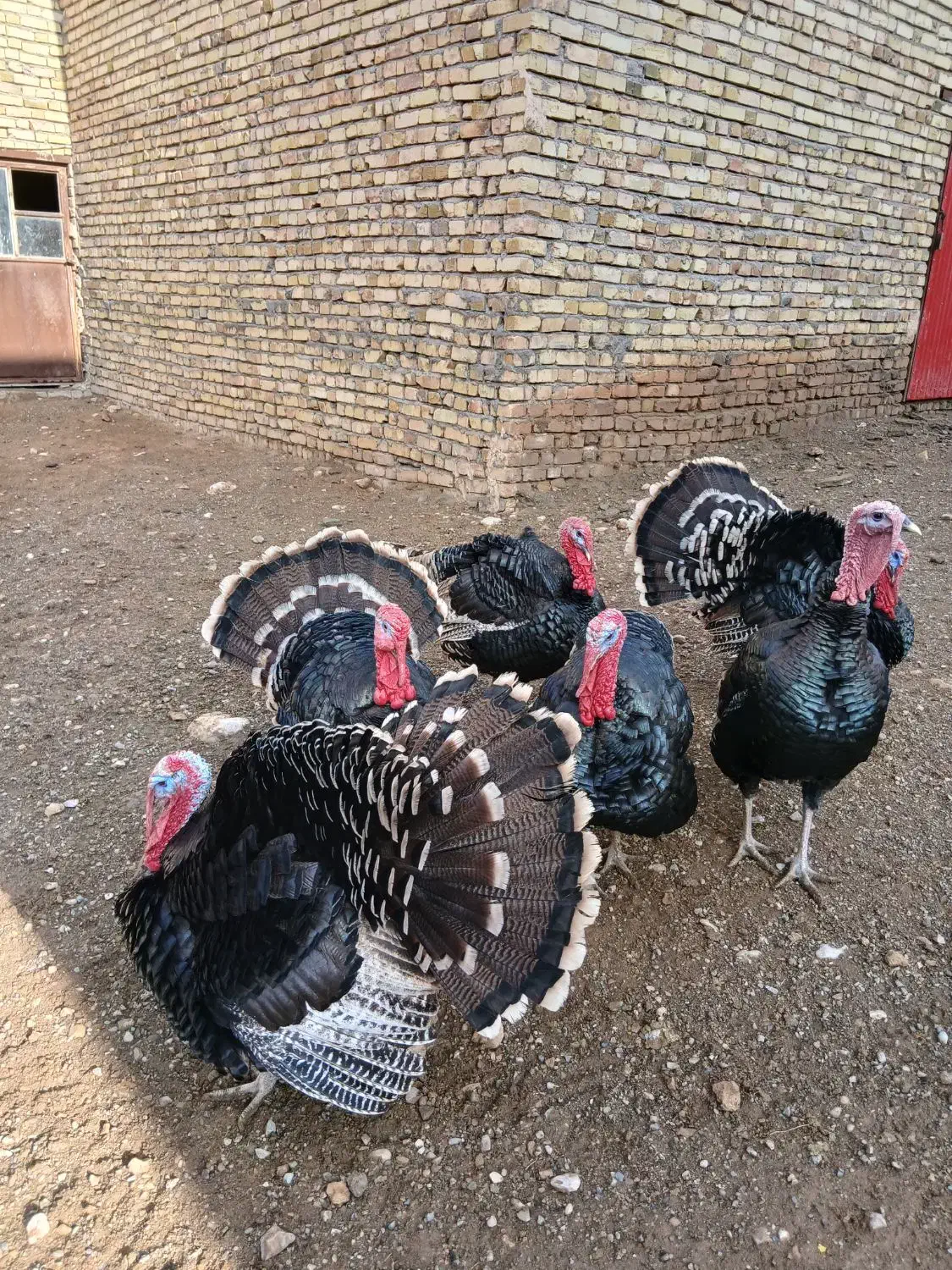 بوقلمون زنده|حیوانات مزرعه|قیدار, |دیوار