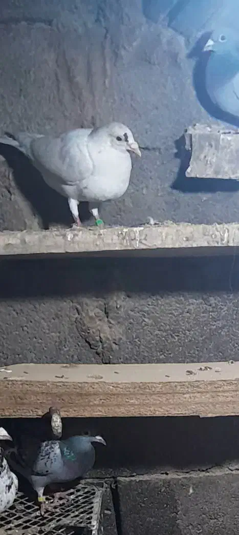 جوجه سار|پرنده|تایباد, |دیوار