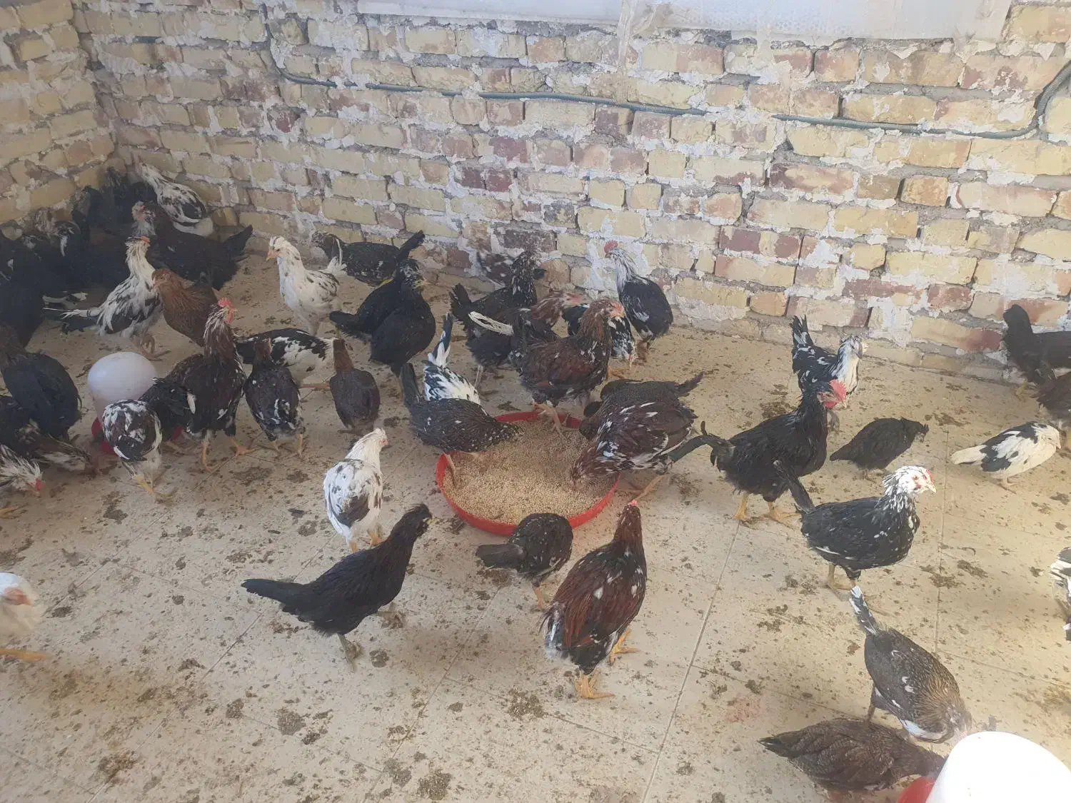 نیمچه مرغ و خروس گلین|حیوانات مزرعه|تهران, آهنگ|دیوار