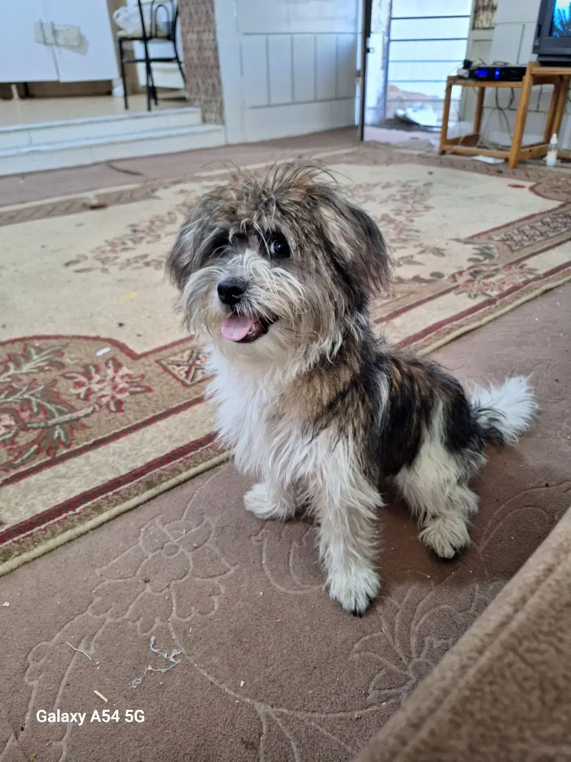 شیتزو کراس ۸ ماهه|سگ|صدرا-فارس, فاز ۱|دیوار