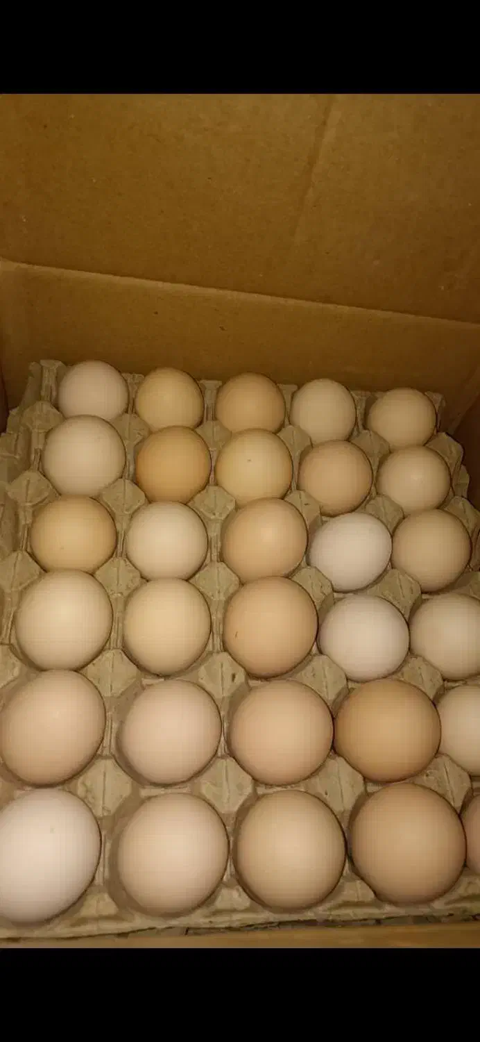 پخش تخم مرغ سیمرغ ،، بومی ،،متفرقه برند آلپ|خوردنی و آشامیدنی|اصفهان, قائمیه|دیوار