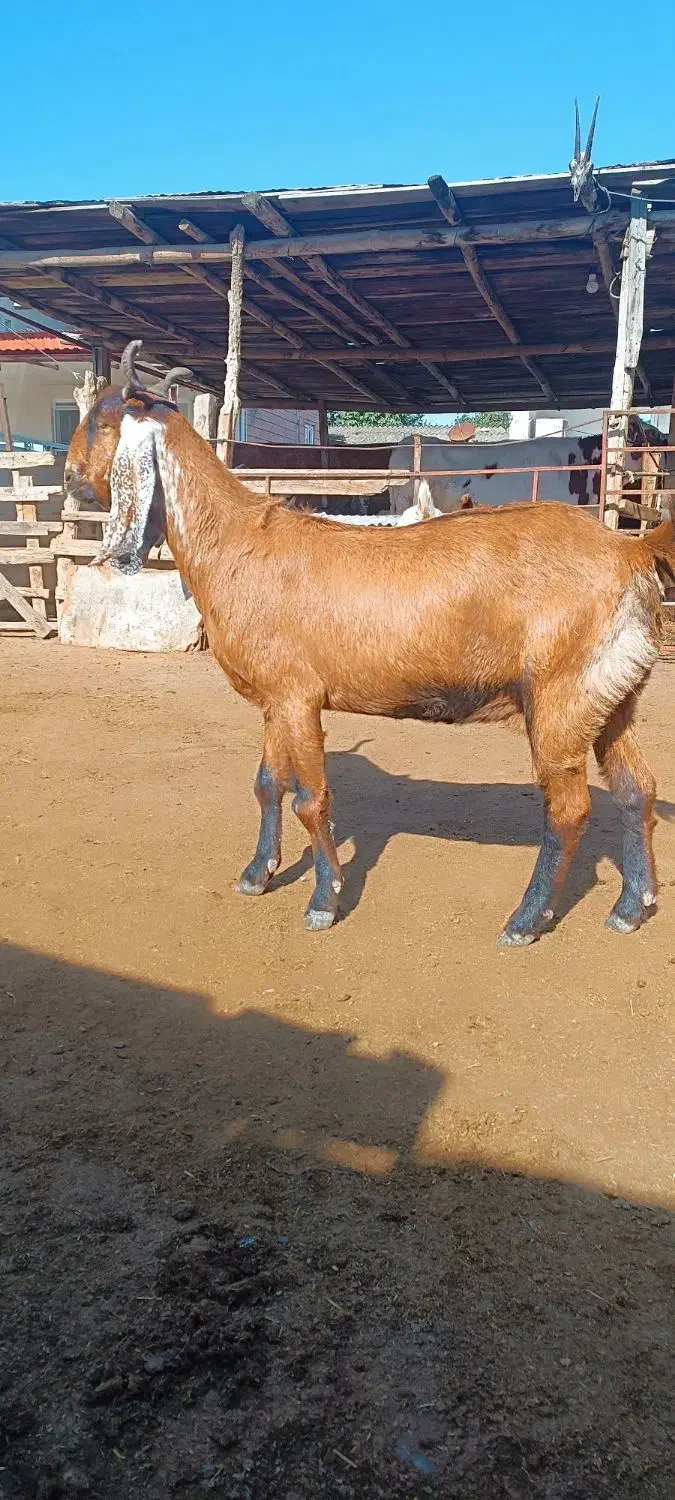 فروش بز|حیوانات مزرعه|سیمین شهر, |دیوار