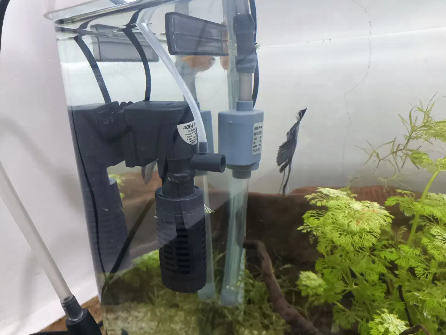 اکواریوم باهمەی تجهیزات|ماهی|پیرانشهر, |دیوار