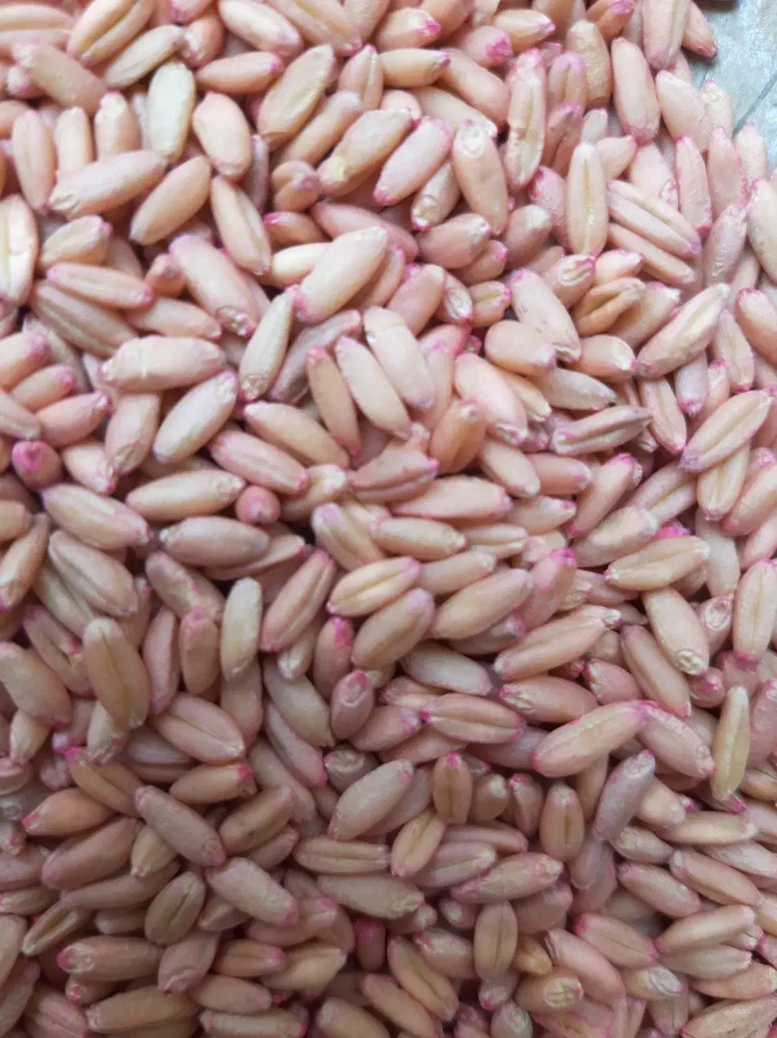 گندم دیم|خوردنی و آشامیدنی|صحنه, |دیوار