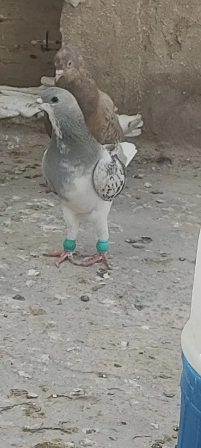 شهری یال|پرنده|خرمشهر, |دیوار