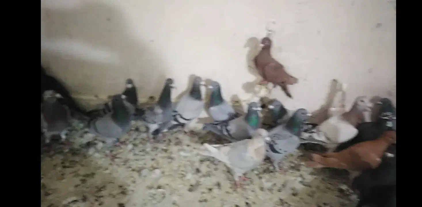 کفتر پلاکی|پرنده|شیراز, سعدیه شمالی|دیوار