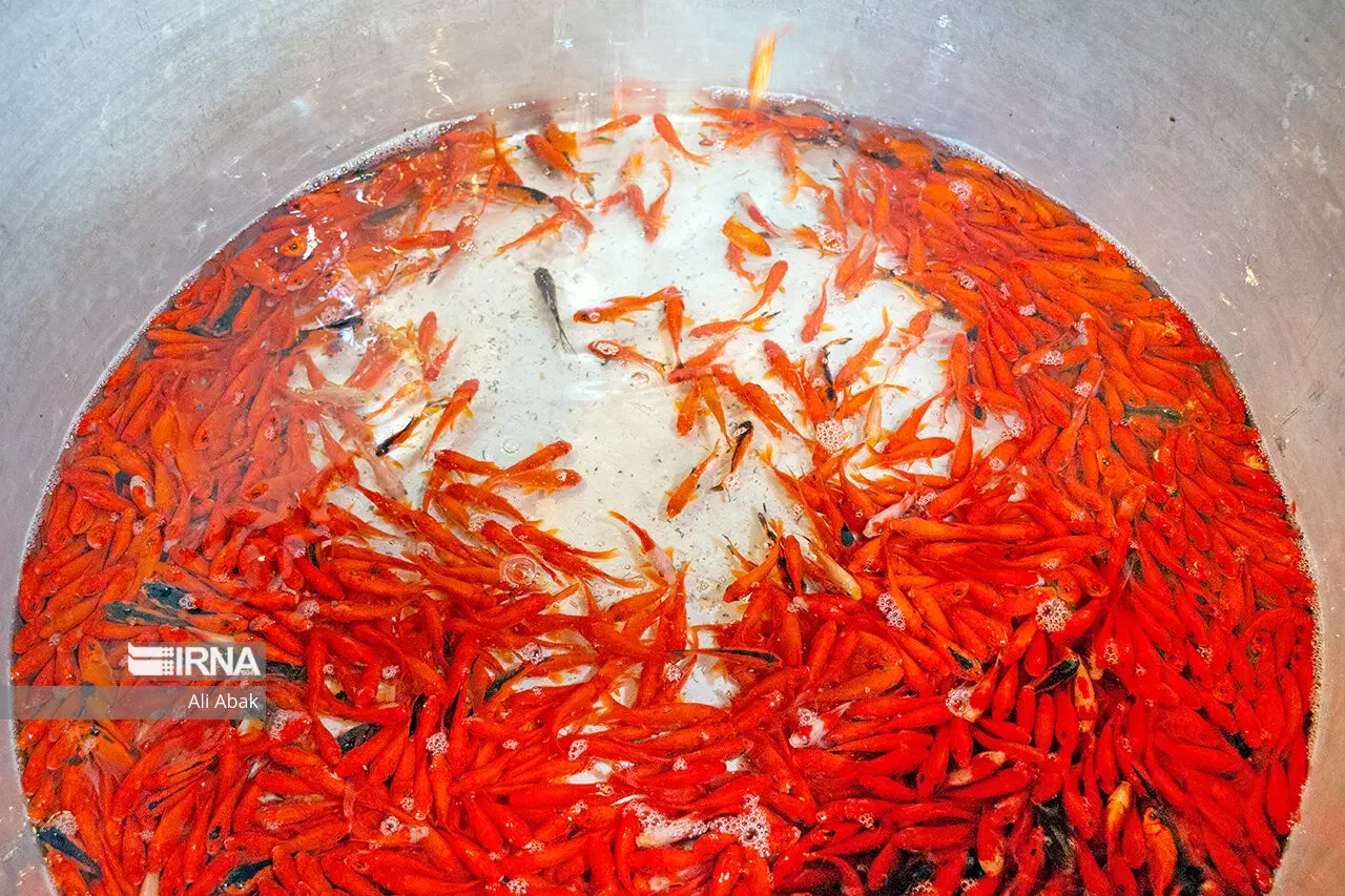 ماهی قرمز|ماهی|مشهد, ویلاشهر|دیوار