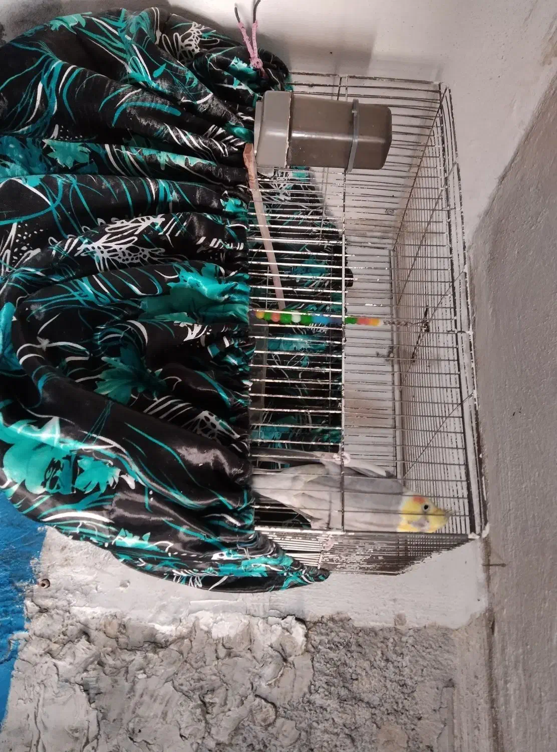 عروس سخنگو|پرنده|کرج, خرمدشت|دیوار