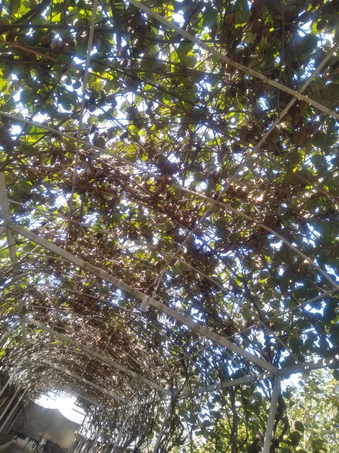 فروش فوری نوبرانه کنوس پیوندی و کیوی|خوردنی و آشامیدنی|تولم شهر, |دیوار