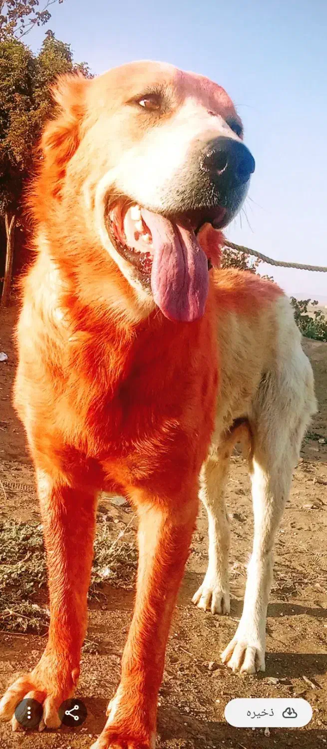 سگ جهت واگذاری|سگ|سبزوار, رباط|دیوار