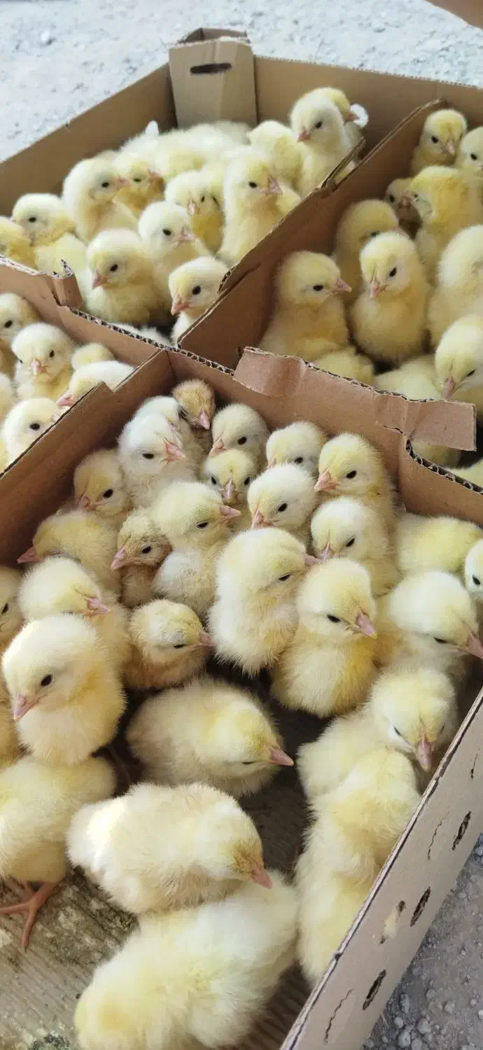 اردک 37جوجه رنگی، گردن لیت،گلپیگانی، کاکلی، تاجدار|حیوانات مزرعه|خورموج, |دیوار