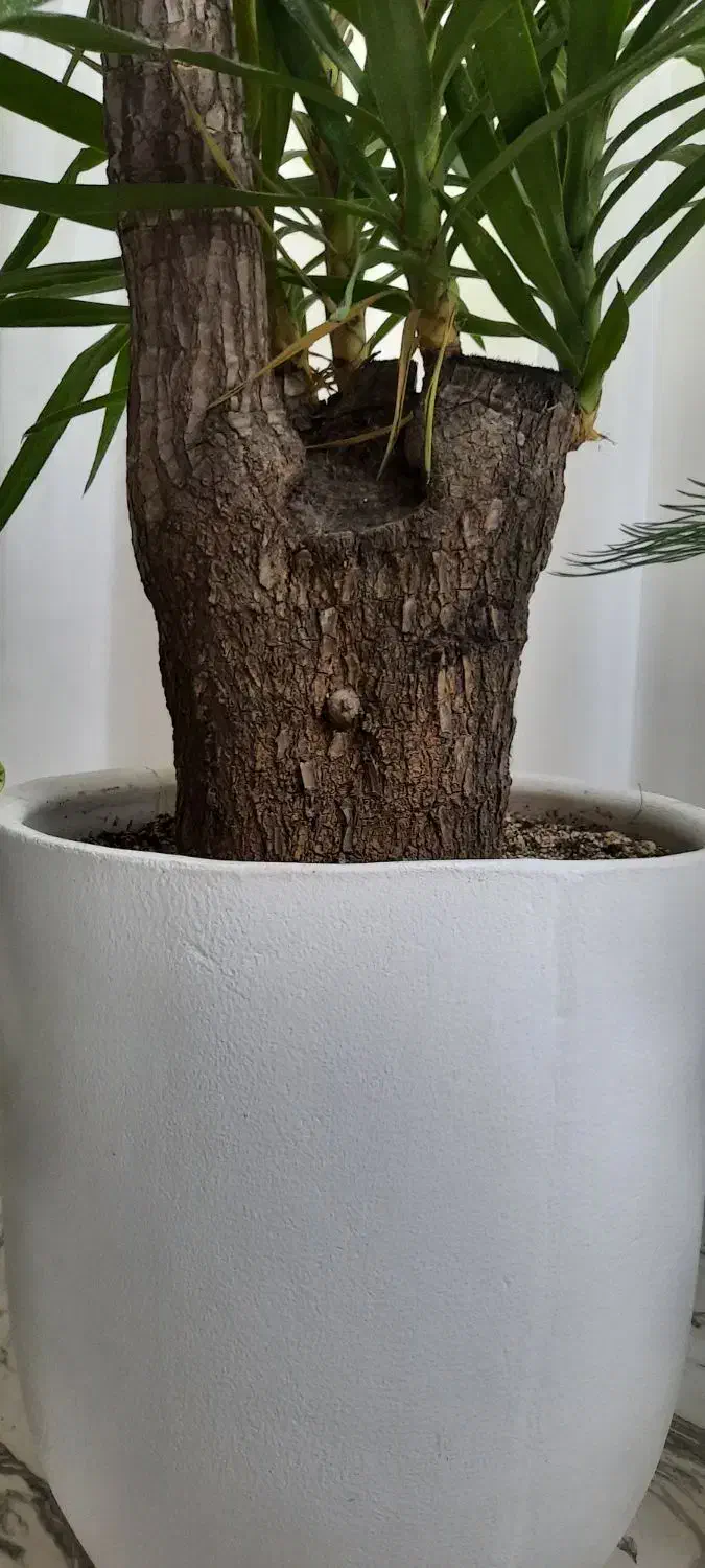 درخچه یوکا|گل و گیاه طبیعی|کرمانشاه, |دیوار