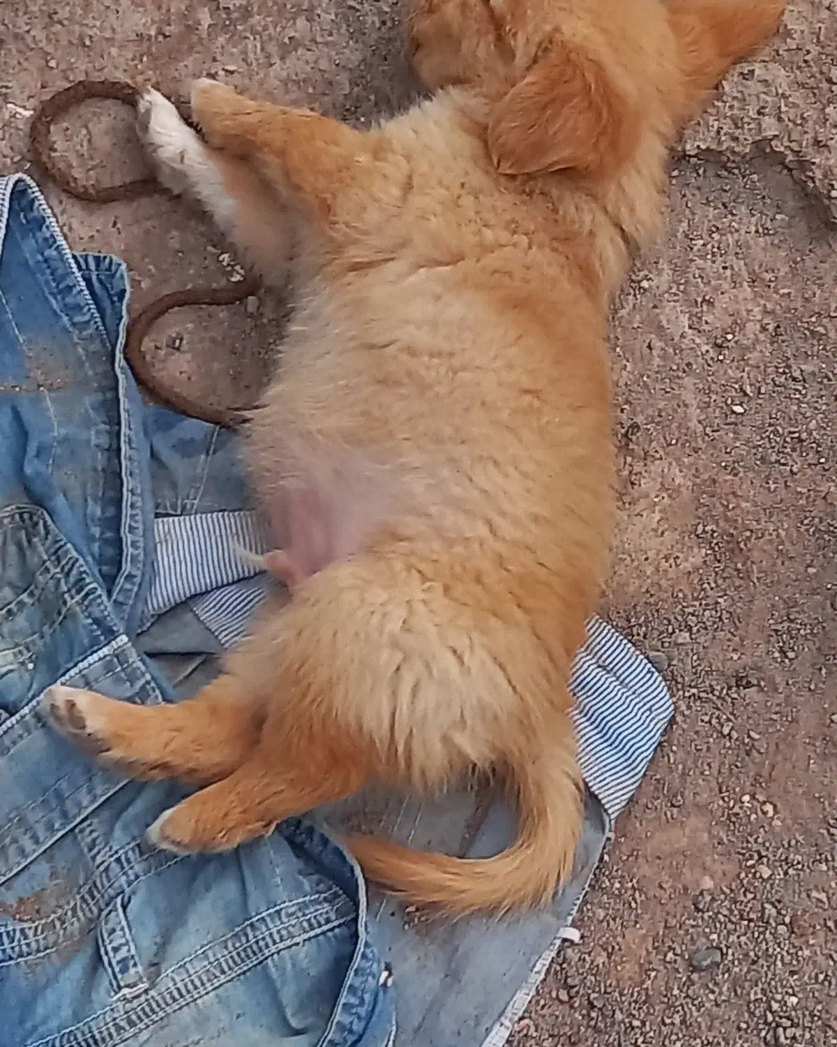 سگ خوب|سگ|بم, |دیوار