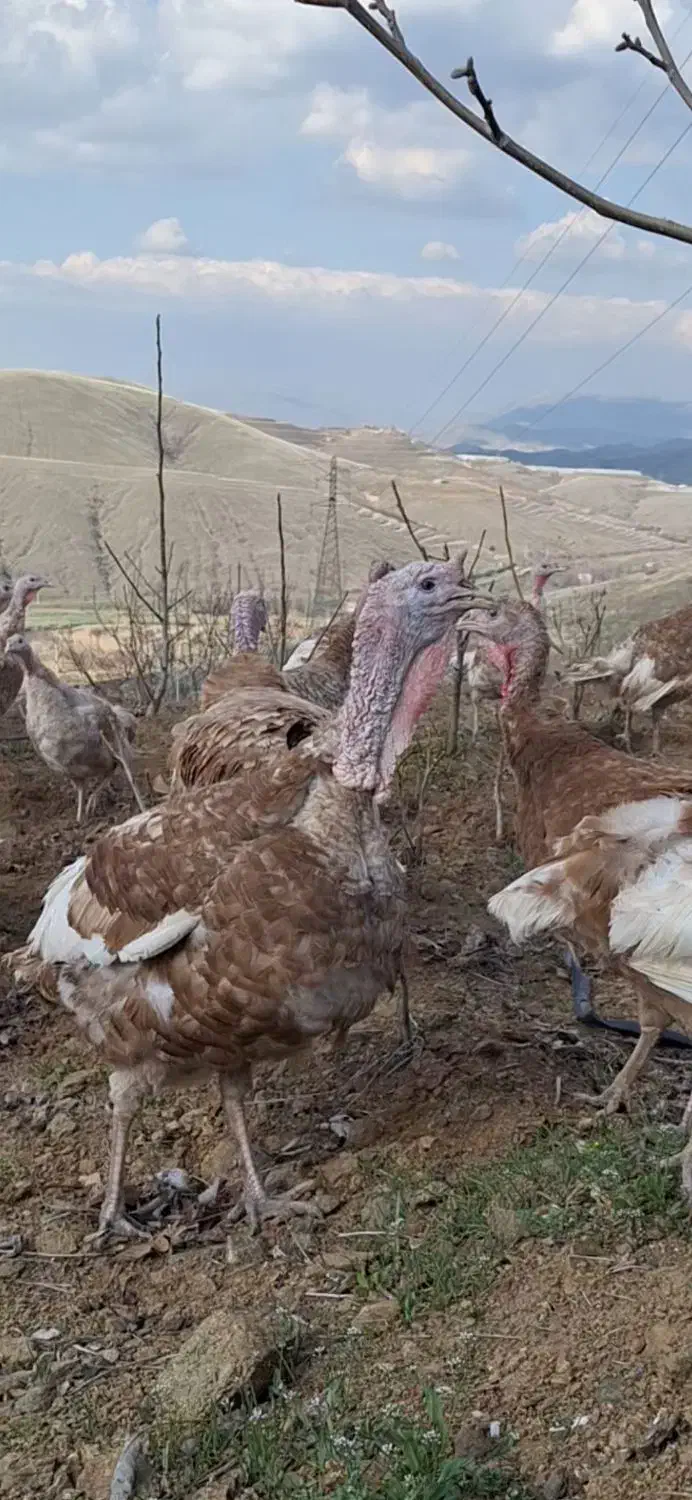 فروش ۱۵۰ قطعه بوقلمون ارگانیک|حیوانات مزرعه|سنندج, |دیوار