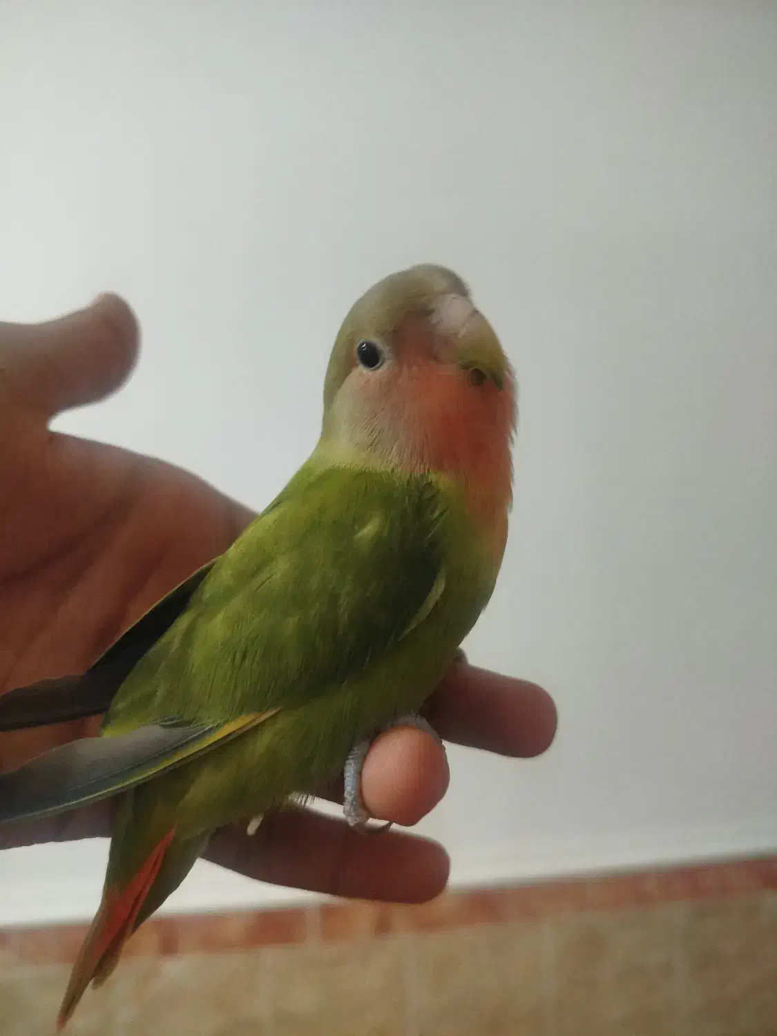 کوتوله برزیلی دستی|پرنده|فراشبند, |دیوار