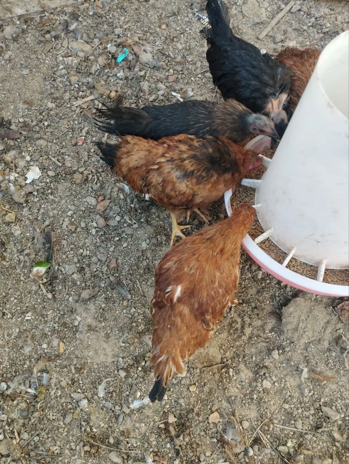 جوجه محلی|حیوانات مزرعه|طبس, |دیوار