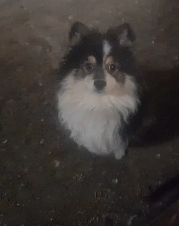 سگ پامر نر|سگ|مشهد, چهارچشمه|دیوار