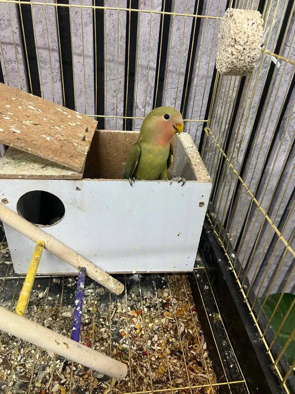 طوطی برزیلی|پرنده|مشهد, ویلاشهر|دیوار