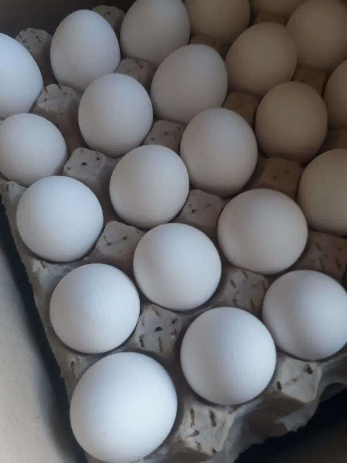 خوردنی|خوردنی و آشامیدنی|شاهین دژ, |دیوار