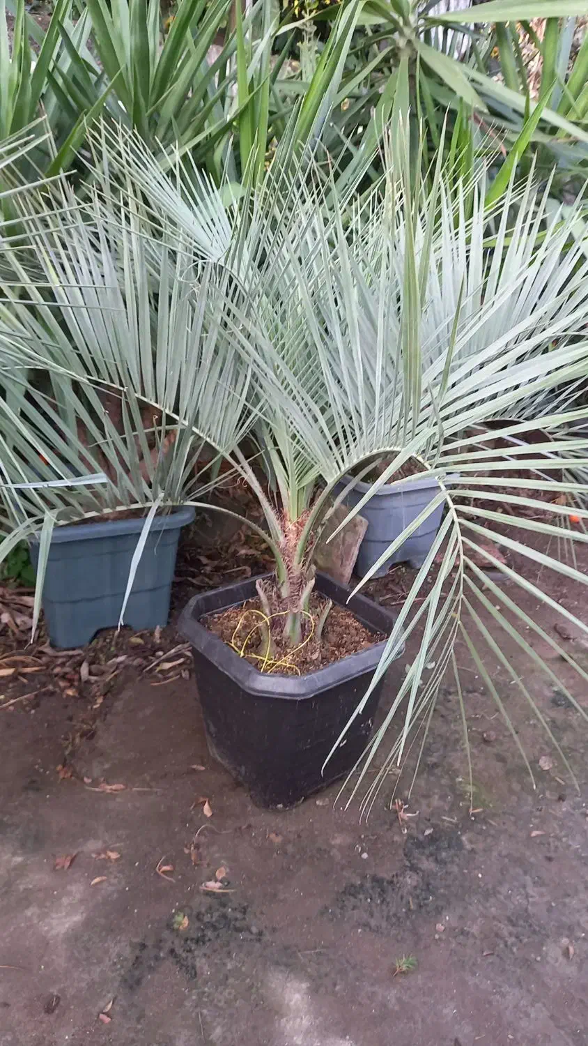 نخل فونیکس مجنون|گل و گیاه طبیعی|کلاچای, |دیوار