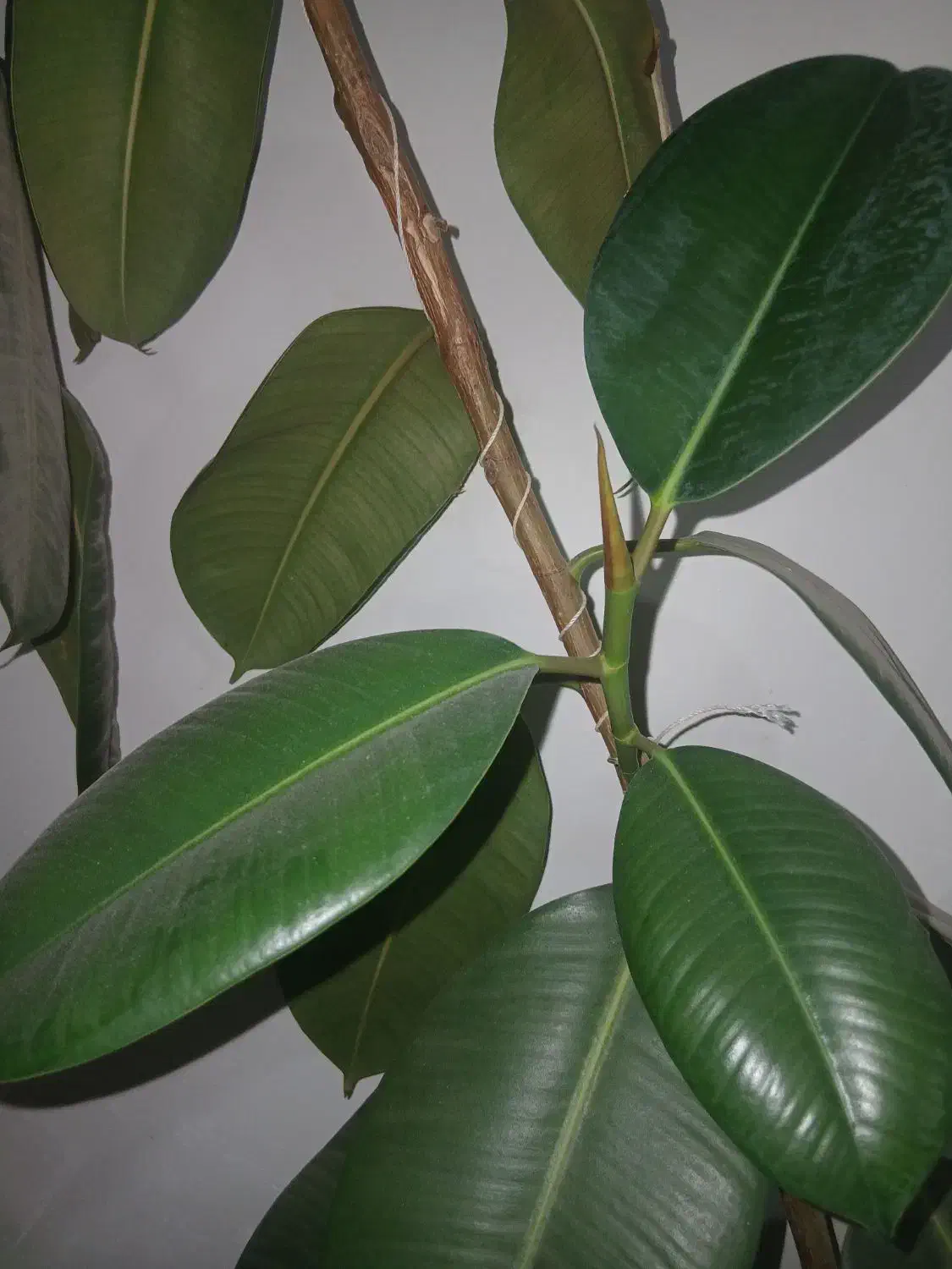 حراج گل آپارتمانی فیکوس آفریقایی برگ پهن سرحال|گل و گیاه طبیعی|یاسوج, |دیوار