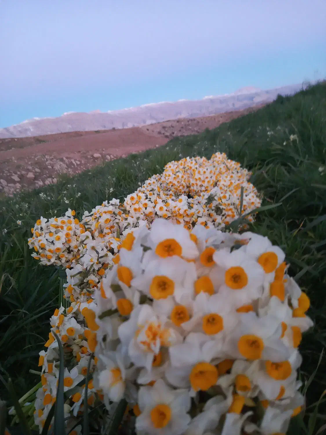 گل نرگس|خدمات باغبانی و درختکاری|آبدانان, |دیوار