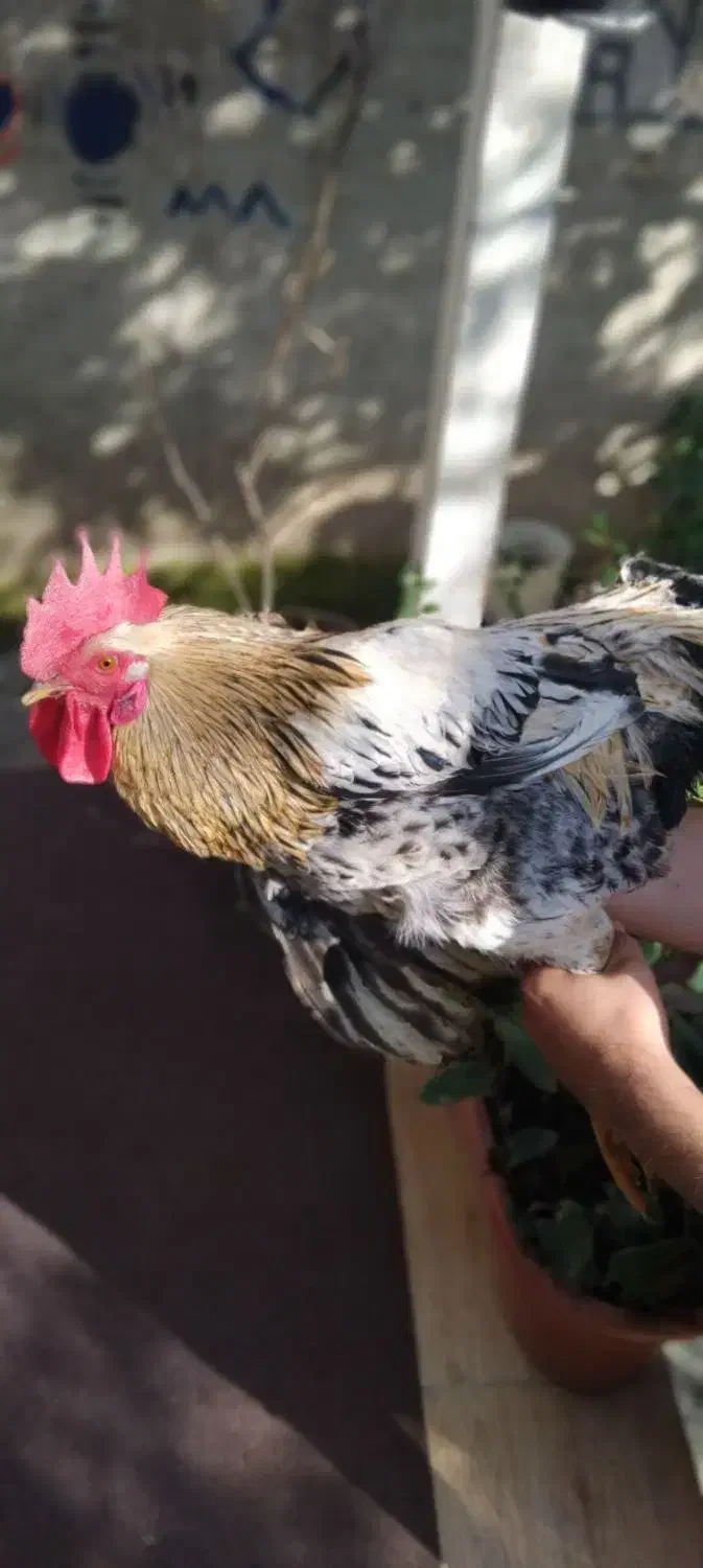 فروش خروس محلی|حیوانات مزرعه|بهشهر, |دیوار