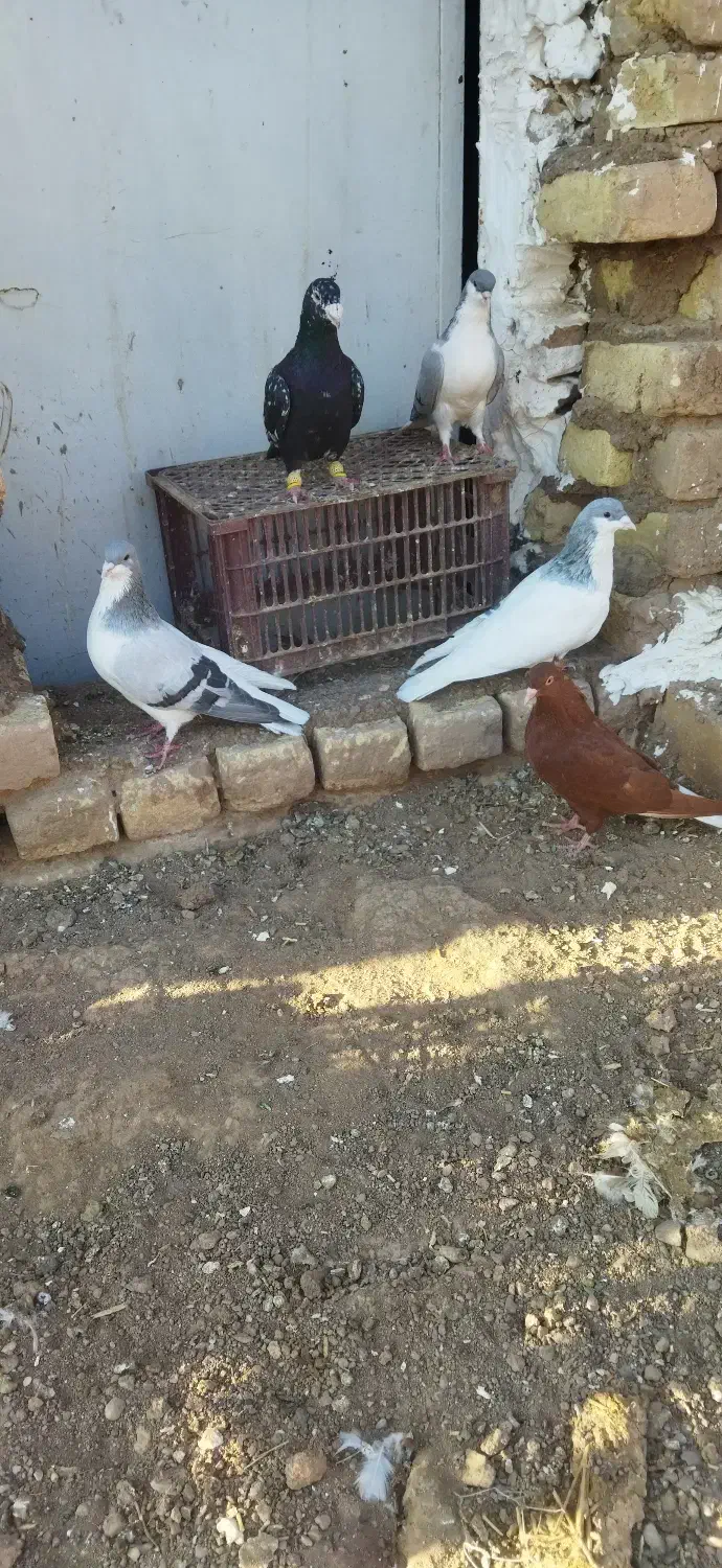 کفترچپ کبود دمسفید|پرنده|اقبالیه, |دیوار