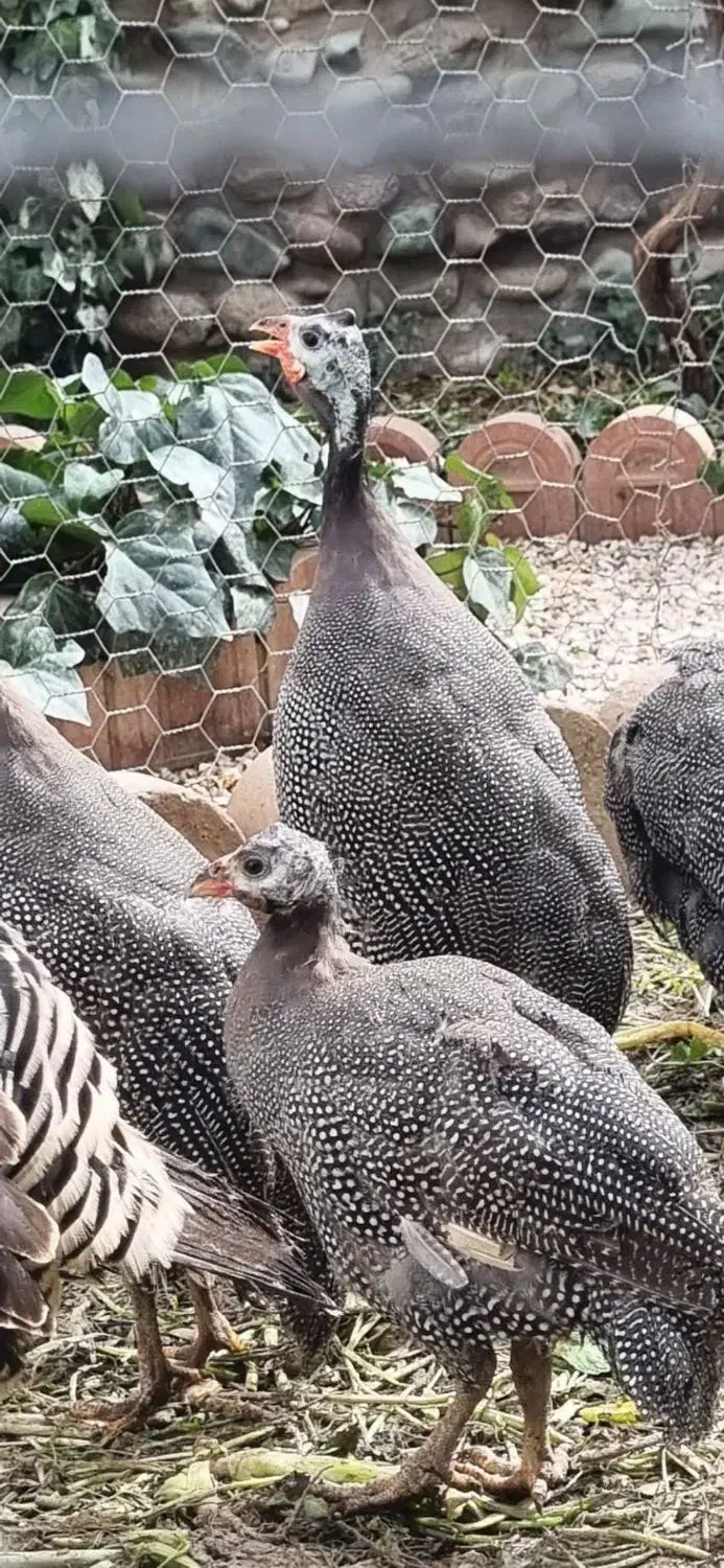 مرغ شاخدار|حیوانات مزرعه|کرج, ساسانی (قلمستان)|دیوار