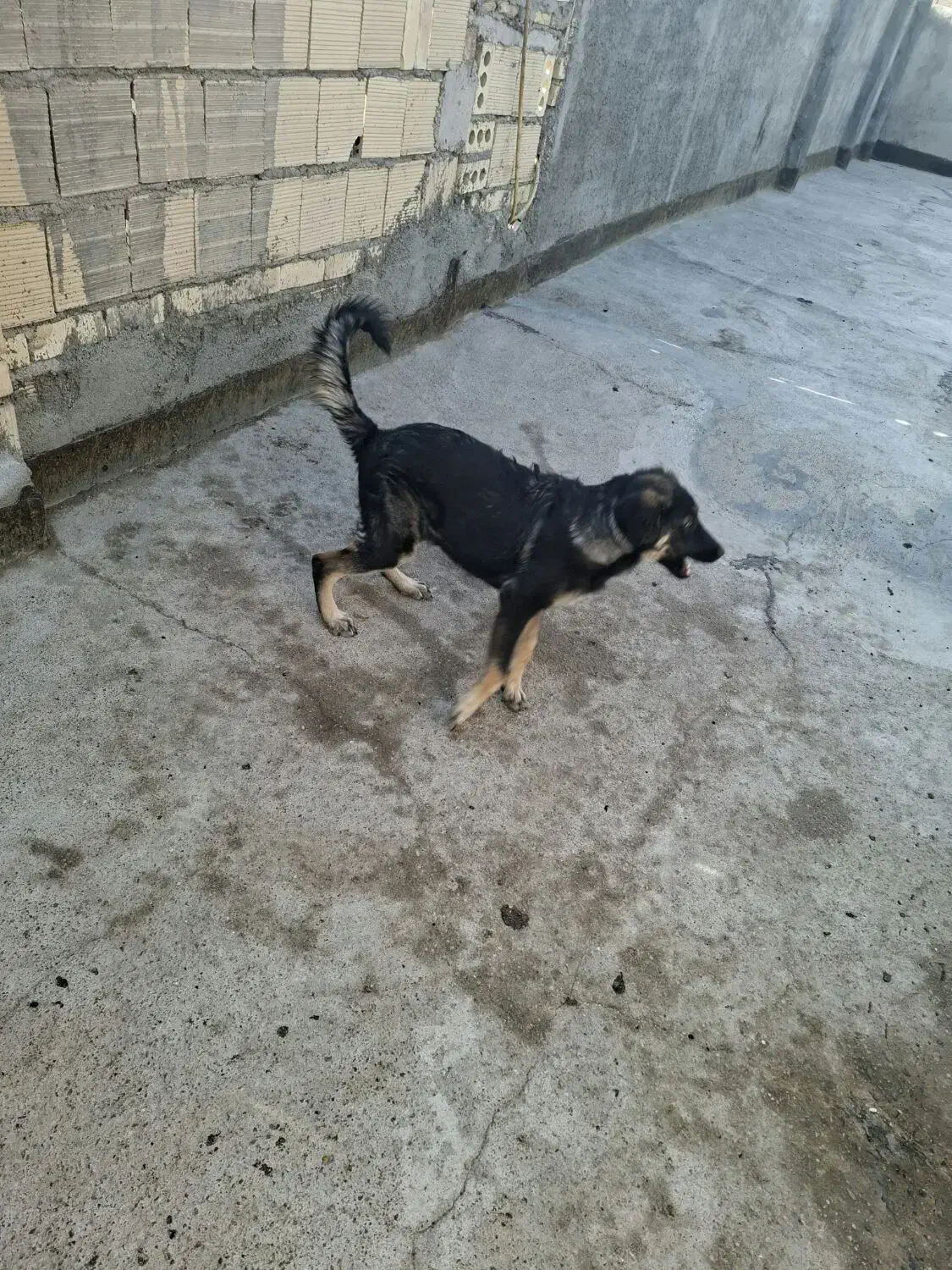 سگ .ماده. رنجر|سگ|مشهد, نظام دوست|دیوار