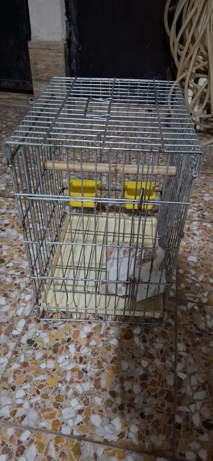 قفس سالم|لوازم جانبی حیوانات|لاهیجان, کوی آزادگان|دیوار