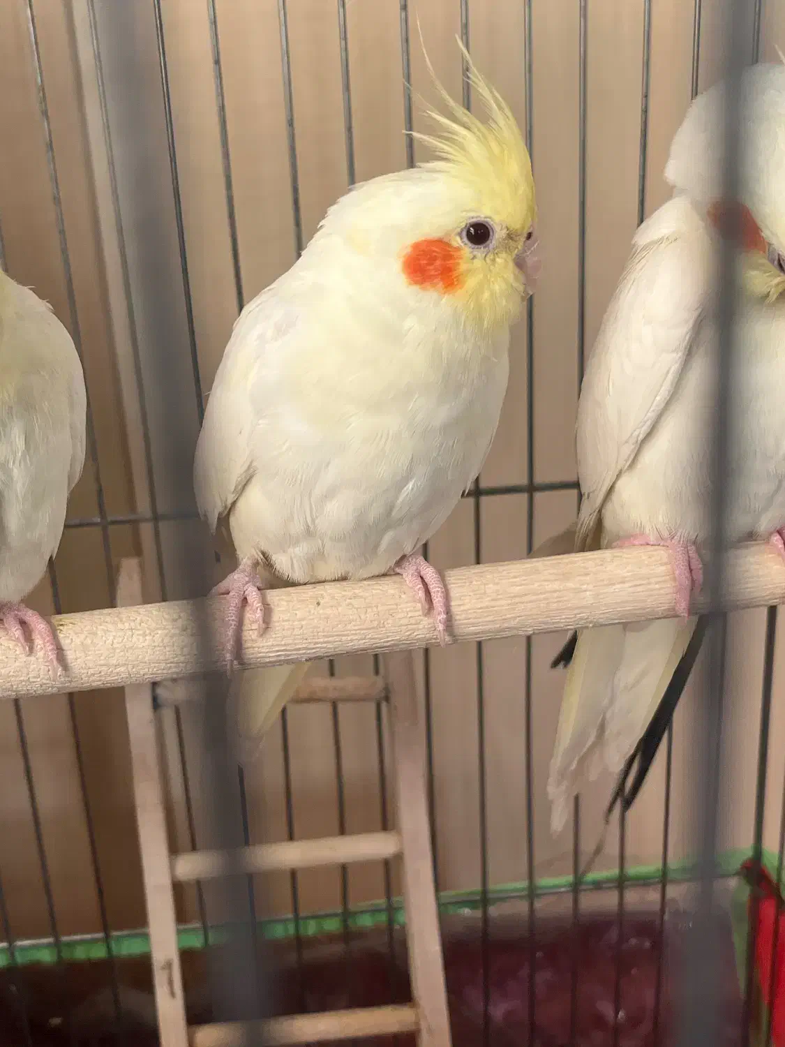 عروس هلندی لوتینو|پرنده|قزوین, |دیوار