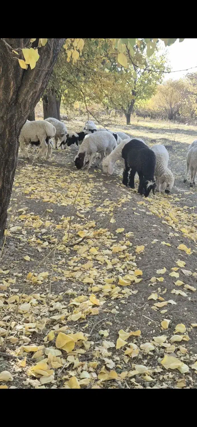 بره نر|حیوانات مزرعه|رابر, |دیوار