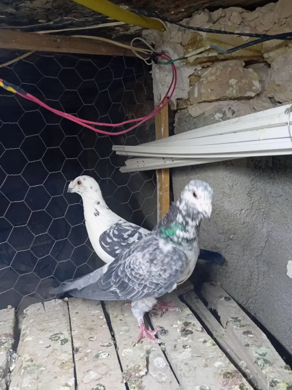 کبوتر جفگاه|پرنده|تربت‌حیدریه, حاجی یار‎|دیوار