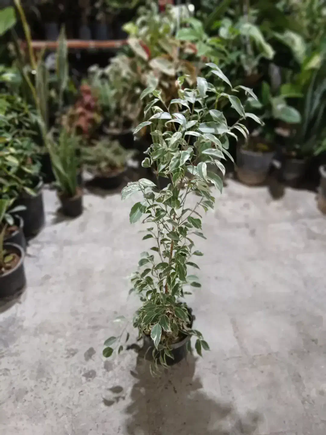 تخفیف ۳۰درصدی گل|گل و گیاه طبیعی|بروجرد, |دیوار