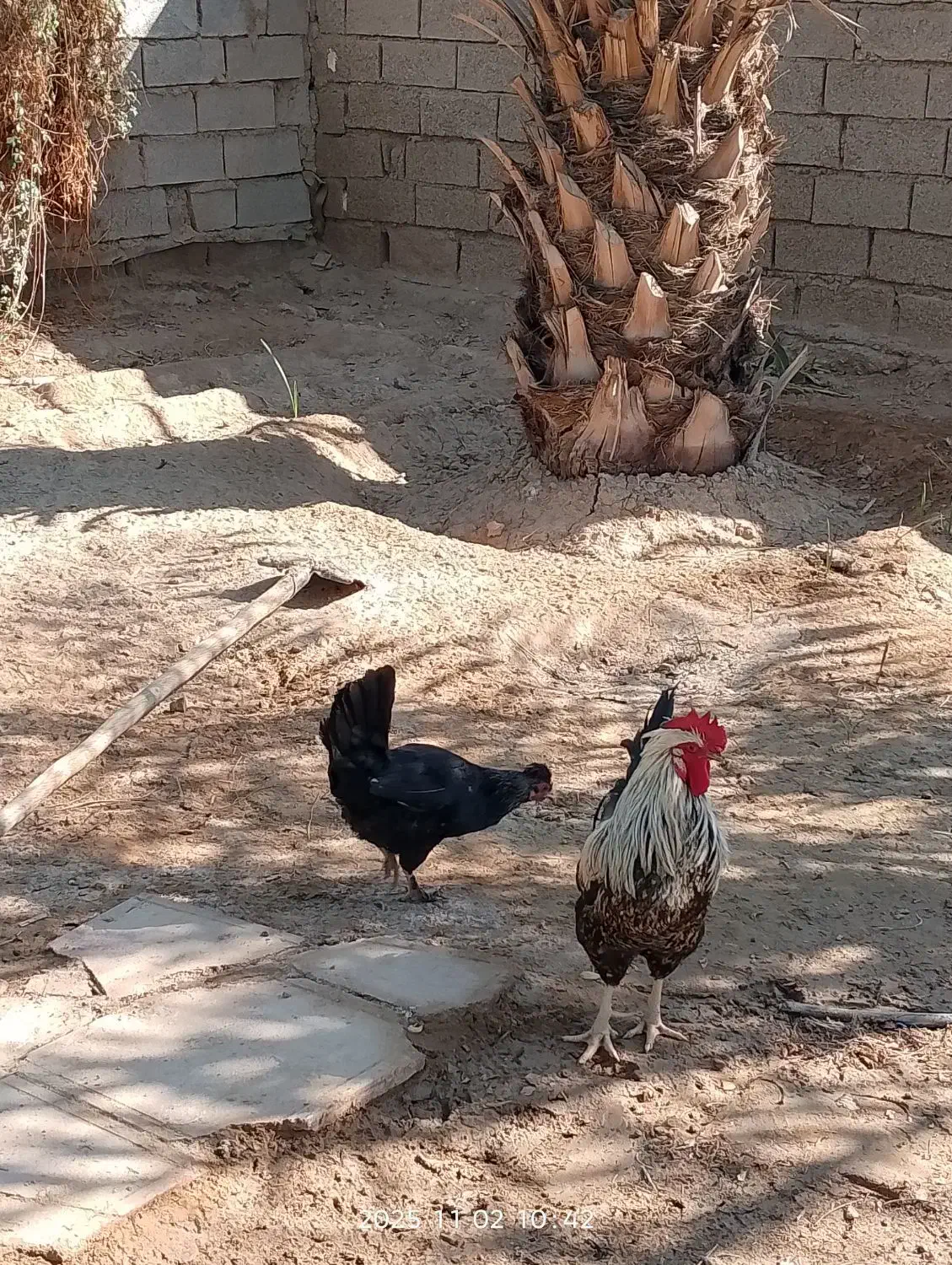 مرغ و خروس عربی اصل اصل تخم گذار|حیوانات مزرعه|باوی, |دیوار