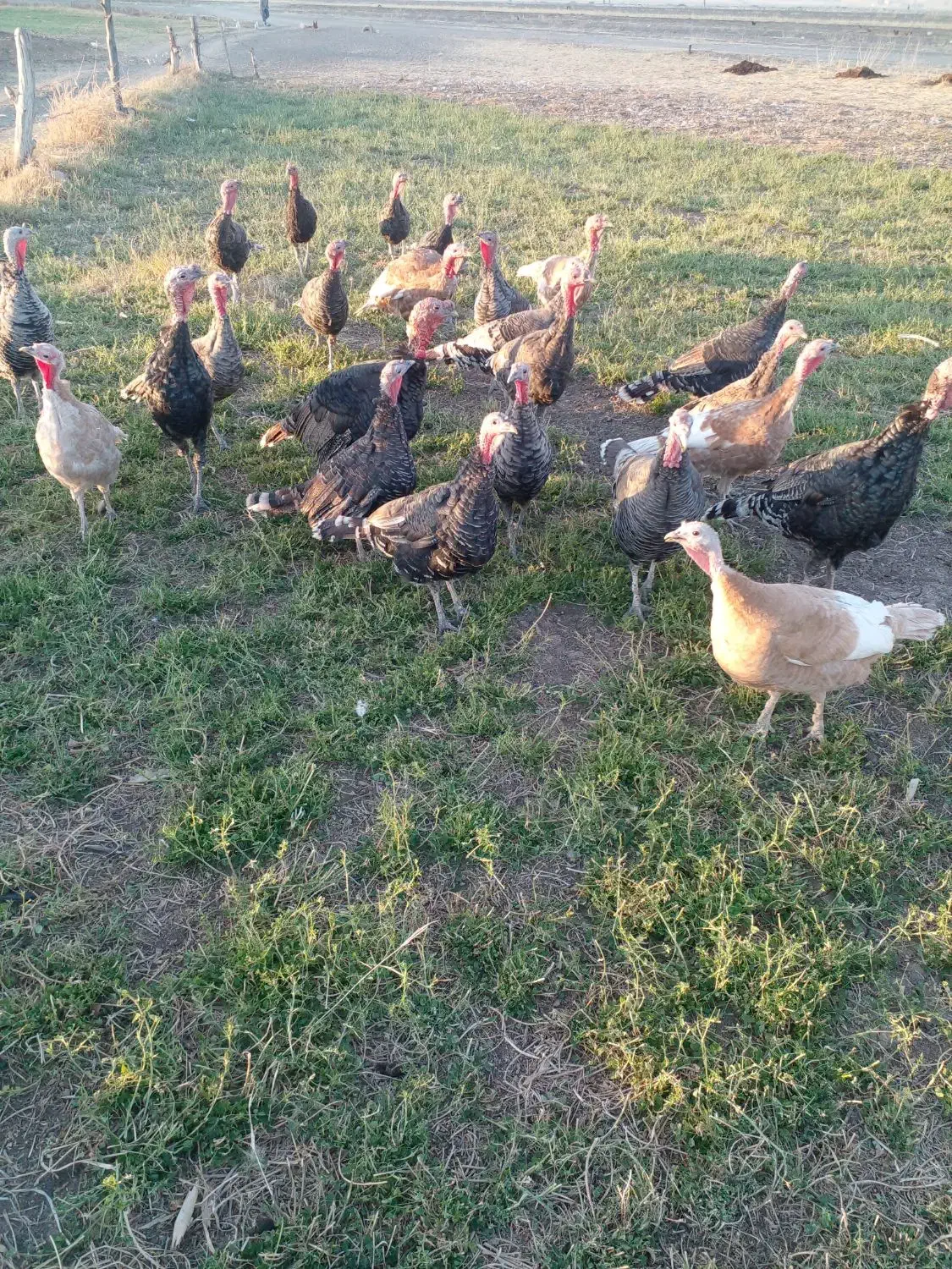 بوقلمون|حیوانات مزرعه|کرمانشاه, |دیوار