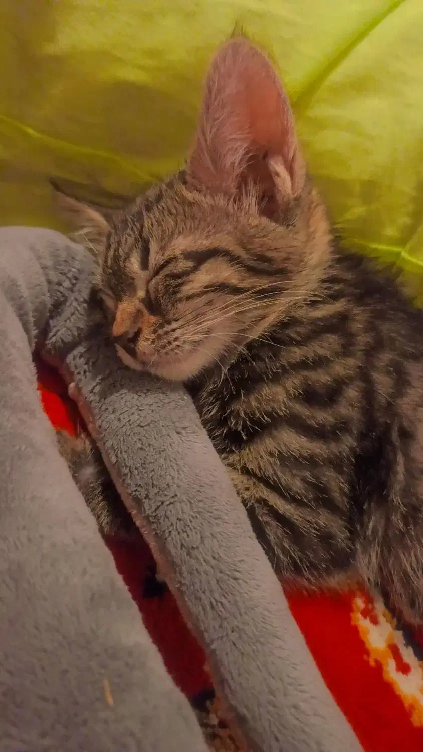 واگذاری گربه خانگی|گربه|مشهد, وکیل‌آباد|دیوار