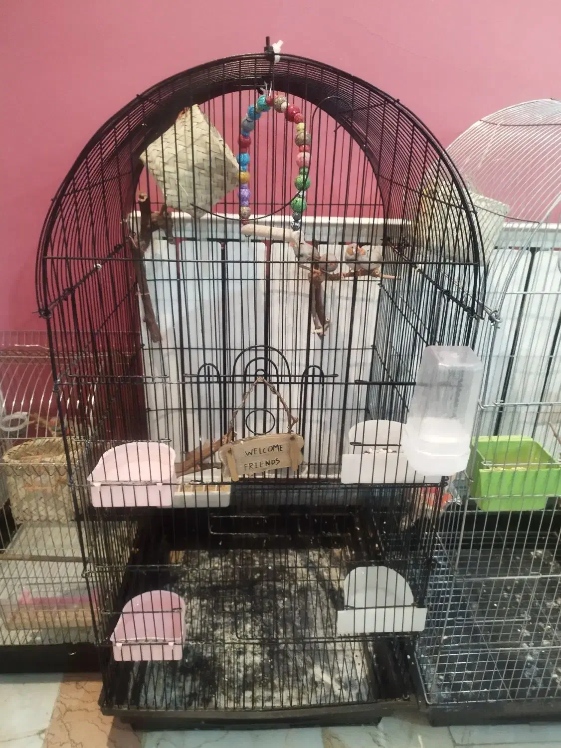 فنچ زبرا|پرنده|تهران, منیریه|دیوار