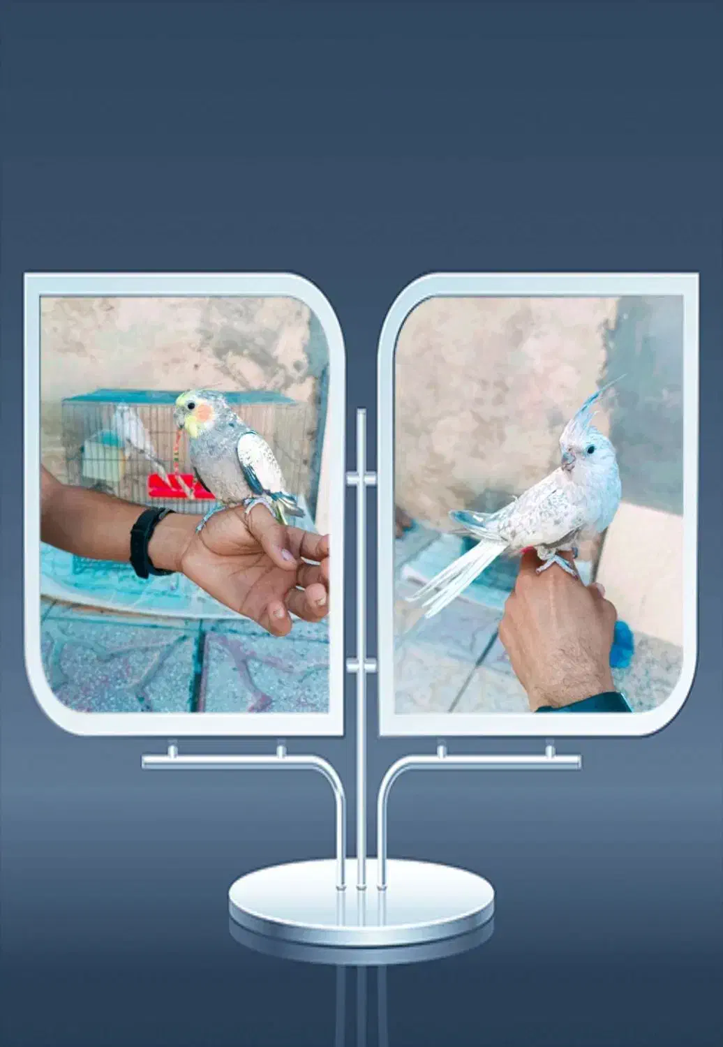 معاوضه با کفتر|پرنده|کردیان, |دیوار