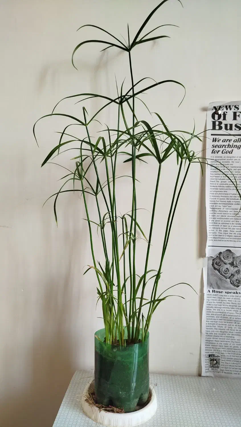 زیبا و خوشکل|عمده‌فروشی|سرپل ذهاب, |دیوار