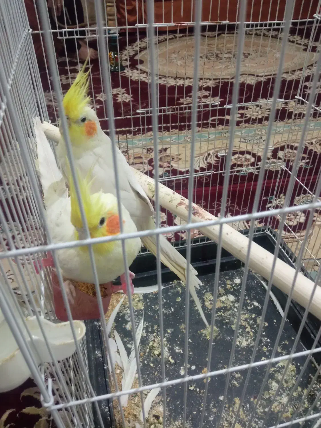 عروس هلندی|پرنده|مشهد, شهید قربانی|دیوار