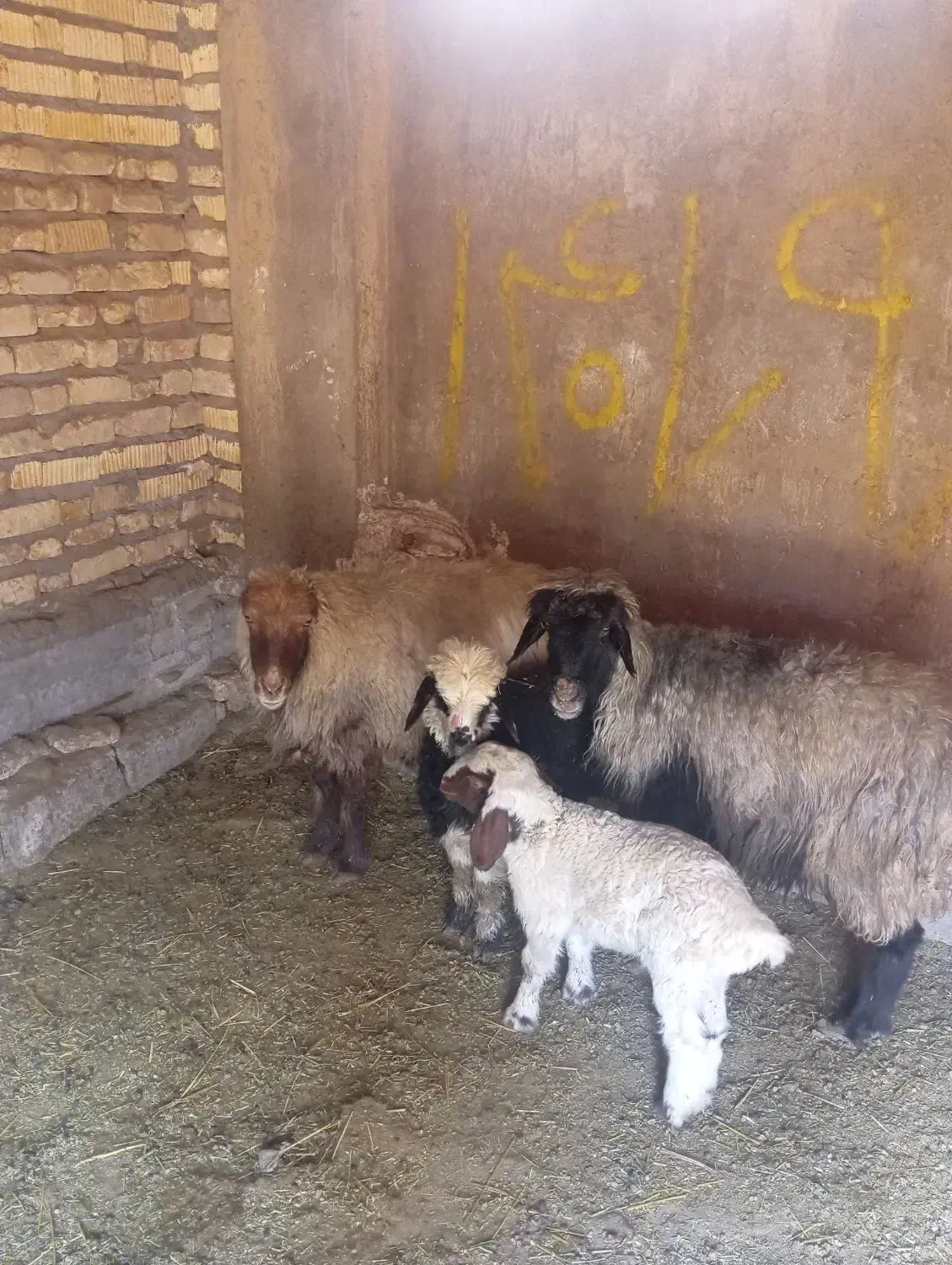 میش بره|حیوانات مزرعه|پاسارگاد, |دیوار