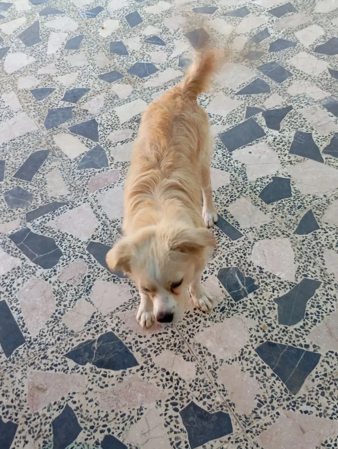 واگذاری سگ|سگ|جیرفت, |دیوار