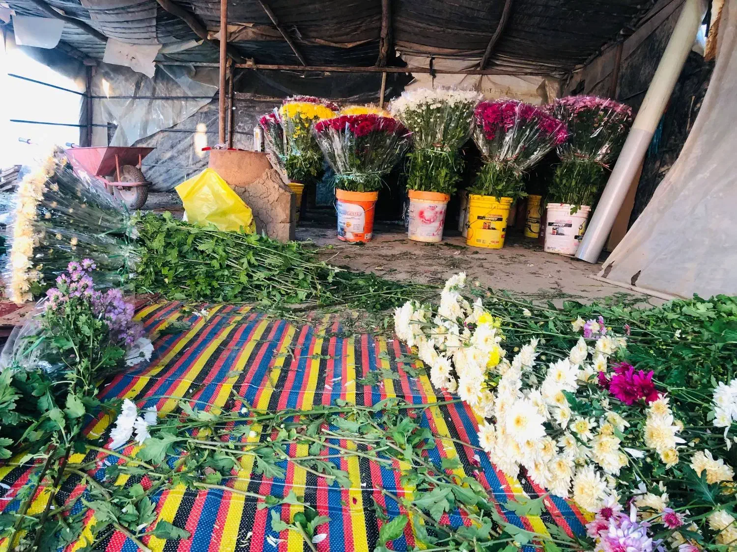 گل داودی تعداد/ در ۴ فصل سال|گل و گیاه طبیعی|پاکدشت, پاکدشت (مامازند)|دیوار