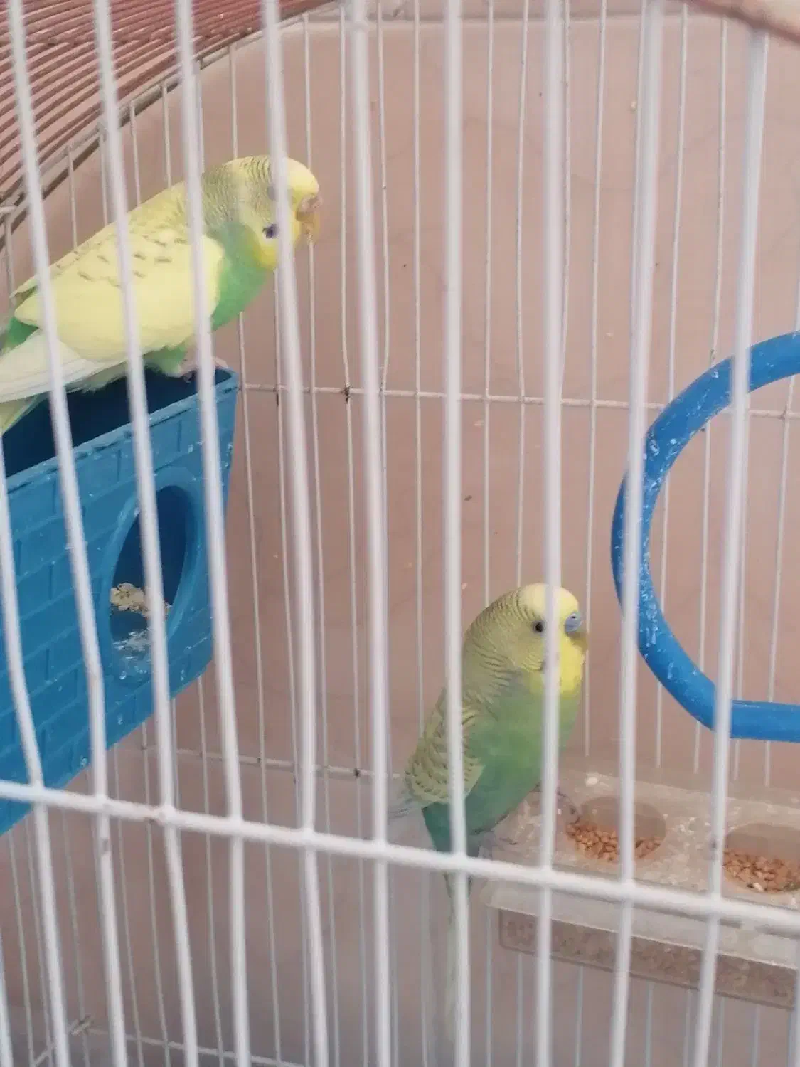 فروش دو عدد مرغ عشق با قفس|پرنده|ملکشاهی, |دیوار