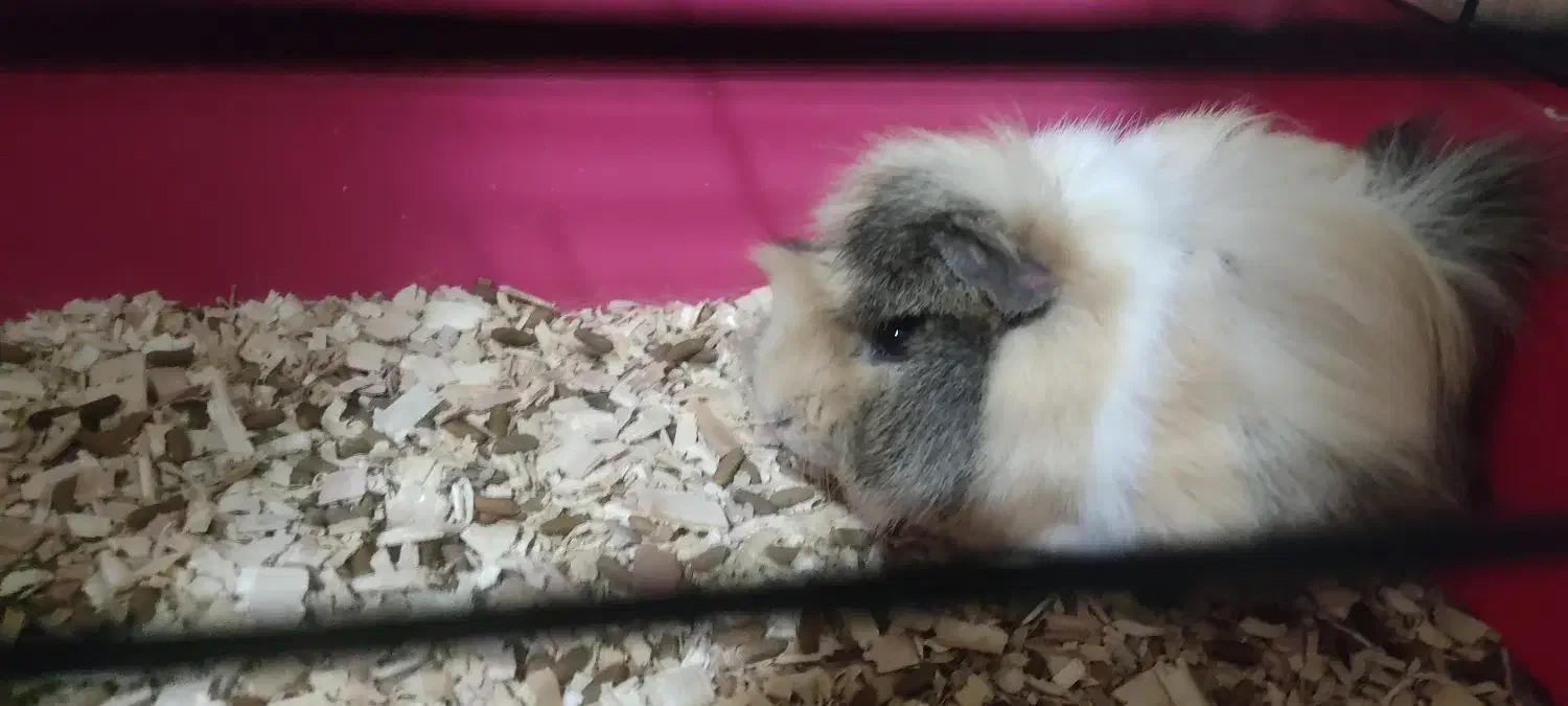 خوکچه هندی|موش و خرگوش|کرمان, |دیوار