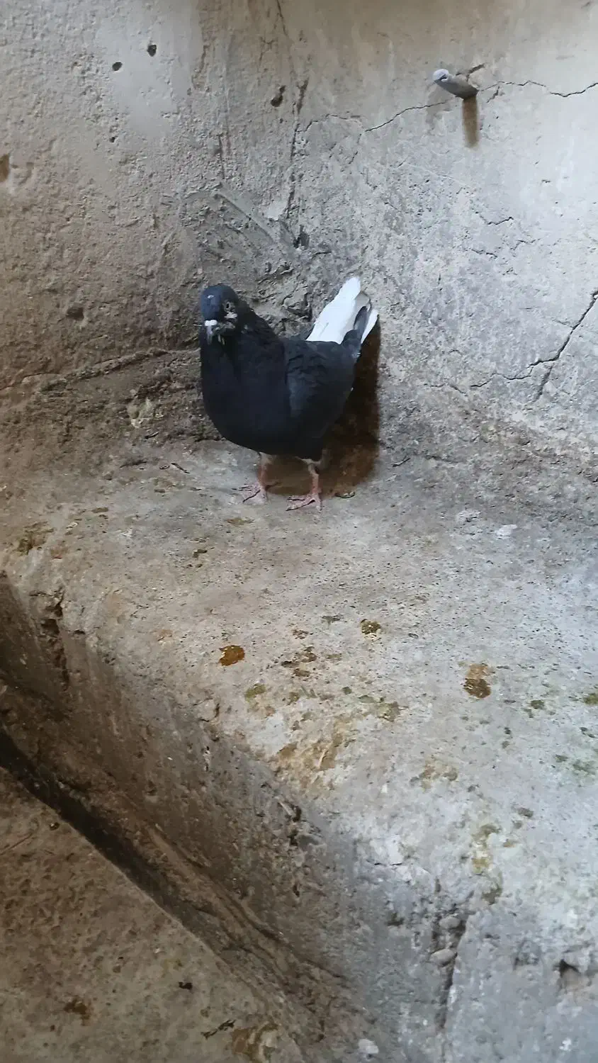 کبوتر دم سفید|پرنده|دیواندره, |دیوار