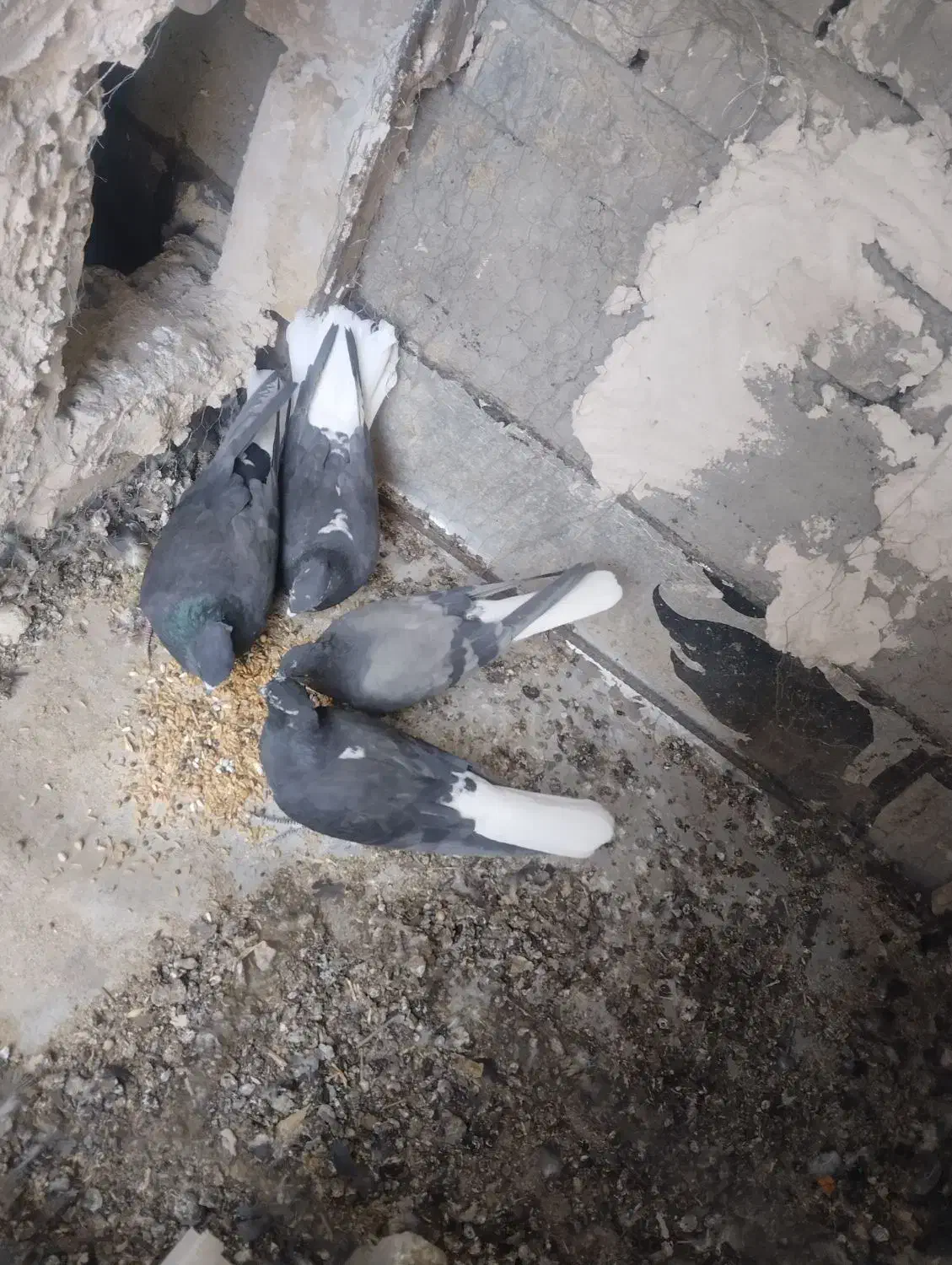 کبوتر دم سفید|پرنده|حمیدیا, |دیوار