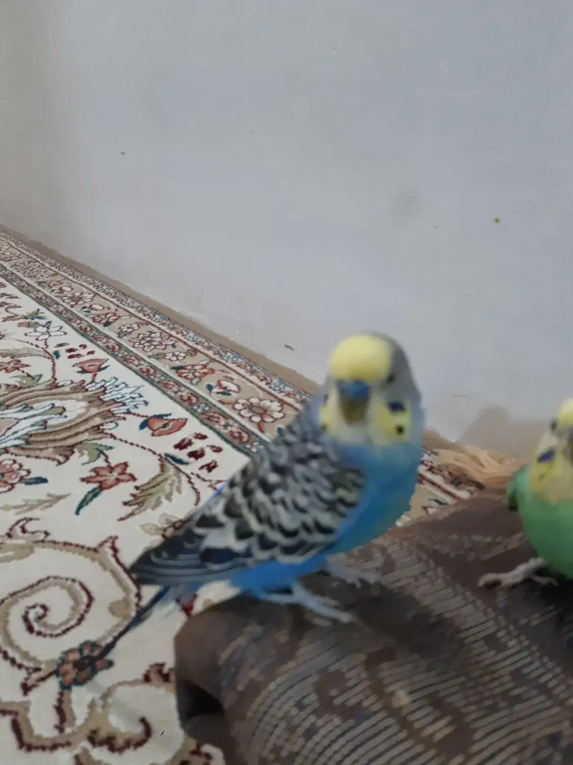 دوتا  مرغ عشق  نر|پرنده|مشهد, گلشور|دیوار